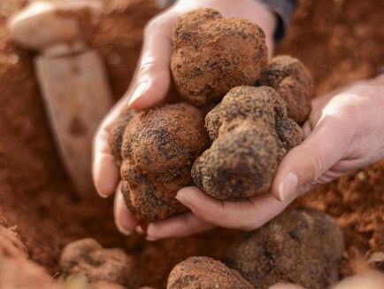 Trufa negra de Aragón, primera con sello IGP