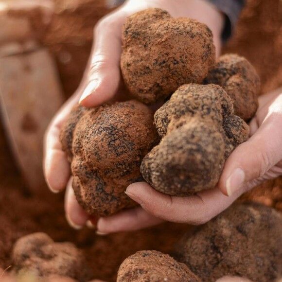 Trufa negra de Aragón, primera con sello IGP