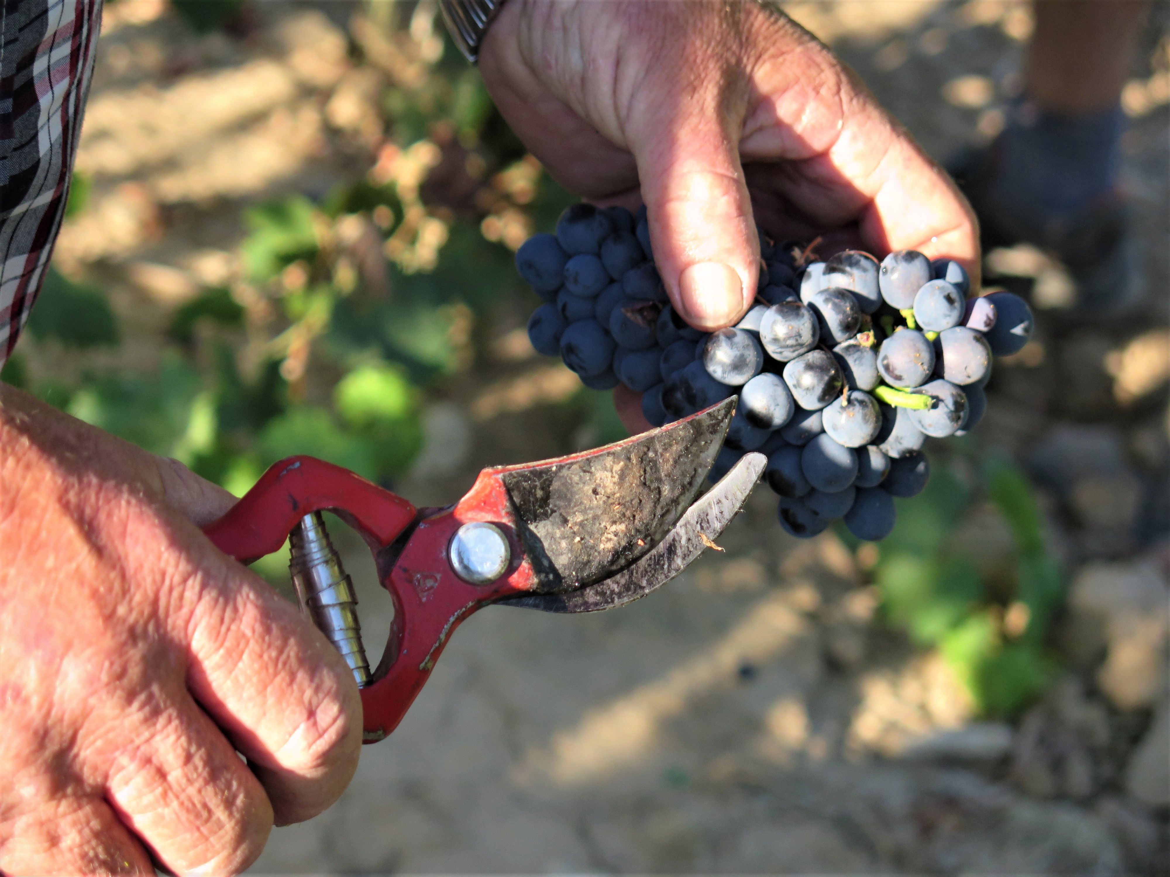 Somontano concluye la vendimia con más de 17.200.000 kilos de uva