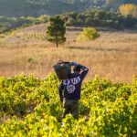 Vendimia 2025 Bodegas San Valero