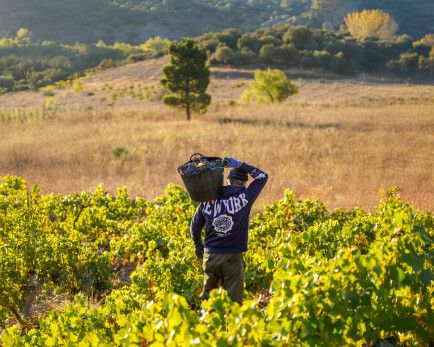 Vendimia 2025 Bodegas San Valero