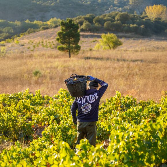 Vendimia 2025 Bodegas San Valero