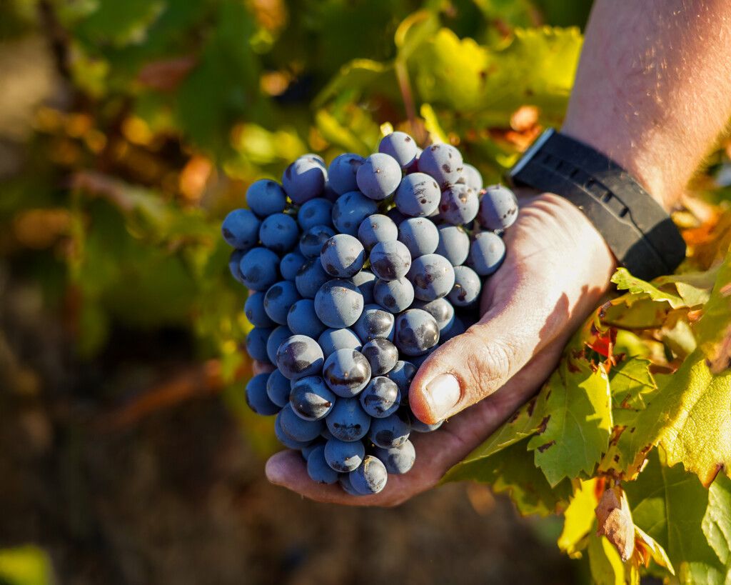 Vendimia 2025 Bodegas San Valero