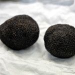 Nuevo etiquetado para la Tuber melanosporum