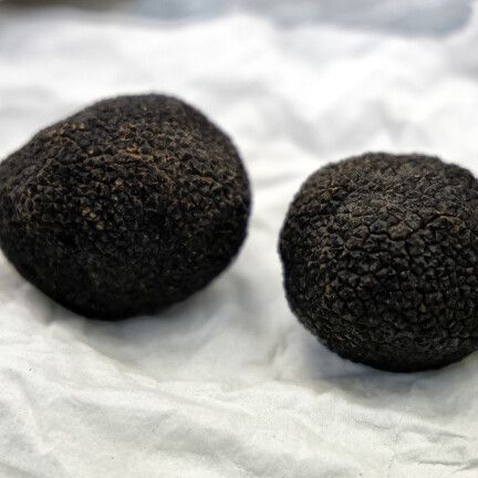 Nuevo etiquetado para la Tuber melanosporum