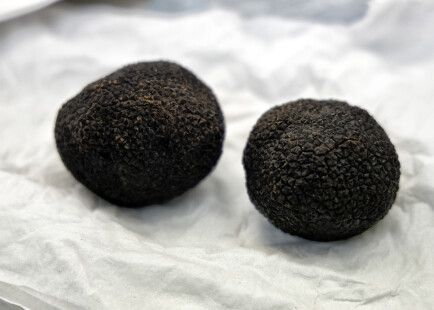 Nuevo etiquetado para la Tuber melanosporum