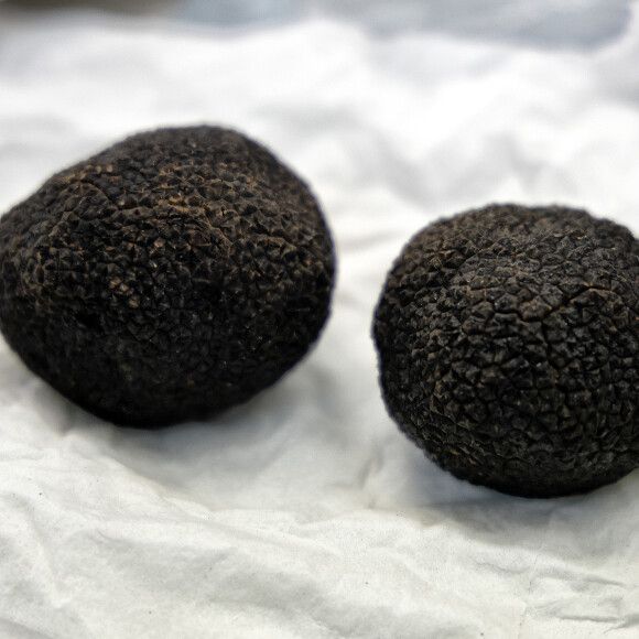 Nuevo etiquetado para la Tuber melanosporum