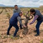 Fernando Ballesteros, Javier Baselga y Javier Vela, enólogos de Bodegas Aragonesas, visitan uno de los viñedos centenarios de la bodega.