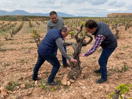 Fernando Ballesteros, Javier Baselga y Javier Vela, enólogos de Bodegas Aragonesas, visitan uno de los viñedos centenarios de la bodega.