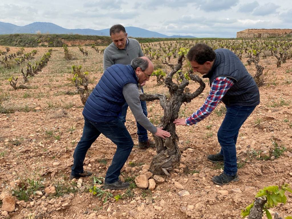 Bodegas Aragonesas cierra un año «perfecto» con 16,5 millones de kilos de uva recogidos