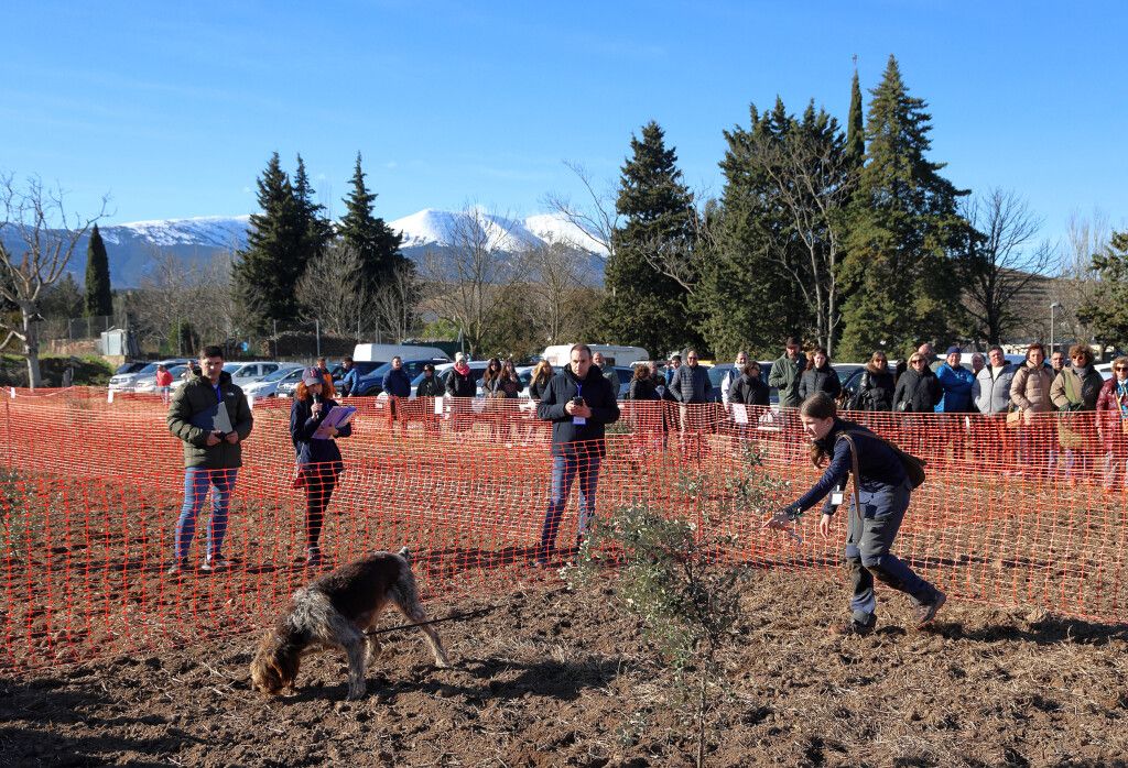 Concurso de perros truferos Vera de Moncayo