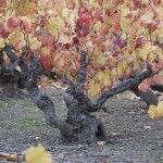 Viñas viejas Campo de Borja