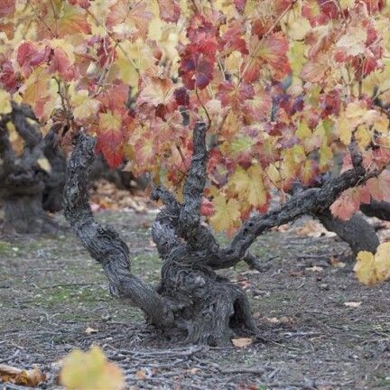 Viñas viejas Campo de Borja