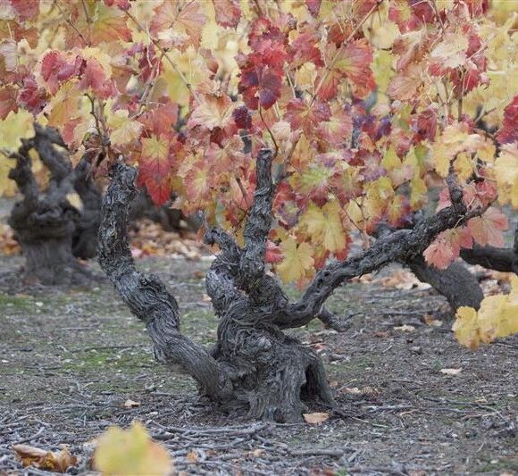 Viñas viejas Campo de Borja