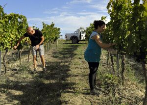 Trabajos en viñedo de Bodegas El Grillo y la Luna