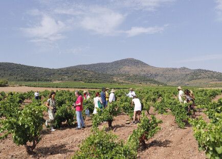 Visita a viñedo Un día entre garnachas