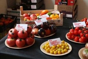 Tomates de Zaragoza