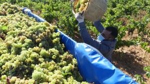 La DOP Cariñena cosecha 92 millones de kilos de uva