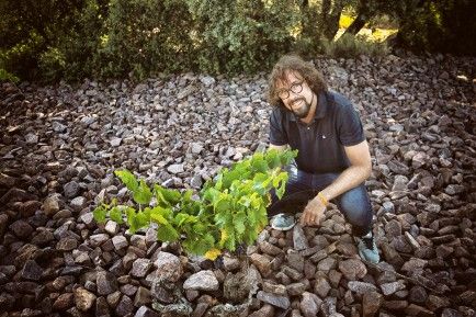 El aragonés Fernando Mora, nuevo Master of Wine, en el viñedo