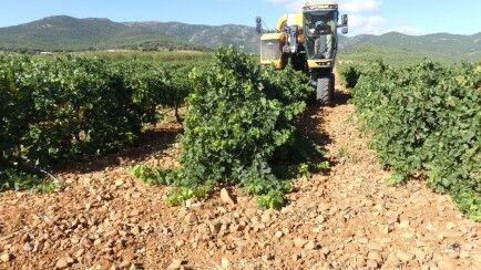 Vendimia DOP Cariñena 2020